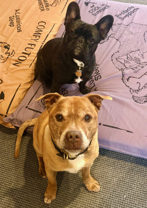 french bulldog and Staffordshire Bull Terrier