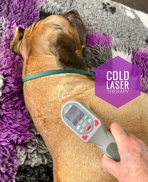 Cold Laser therapy for dogs